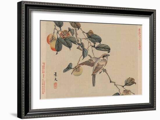 Bird Perched on a Branch from a Fruit Persimmon Tree.-Keibun Matsumura-Framed Premium Giclee Print