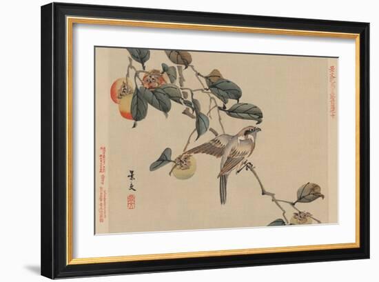 Bird Perched on a Branch from a Fruit Persimmon Tree.-Keibun Matsumura-Framed Premium Giclee Print