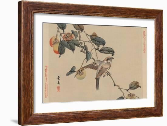 Bird Perched on a Branch from a Fruit Persimmon Tree.-Keibun Matsumura-Framed Art Print