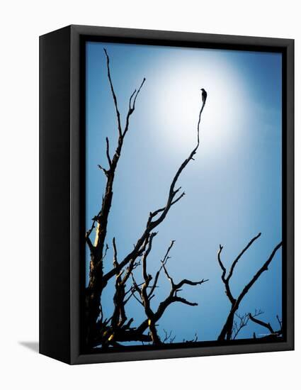 Bird Perched on Branches Reaching to the Sky-Tommy Martin-Framed Premier Image Canvas