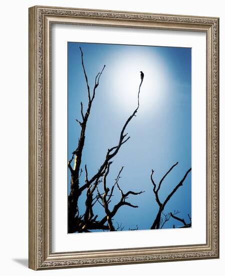 Bird Perched on Branches Reaching to the Sky-Tommy Martin-Framed Photographic Print