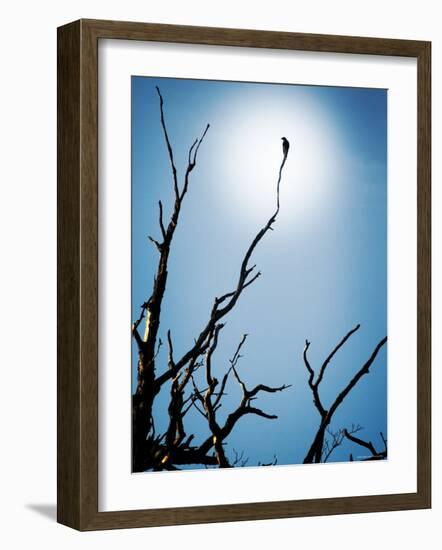 Bird Perched on Branches Reaching to the Sky-Tommy Martin-Framed Photographic Print