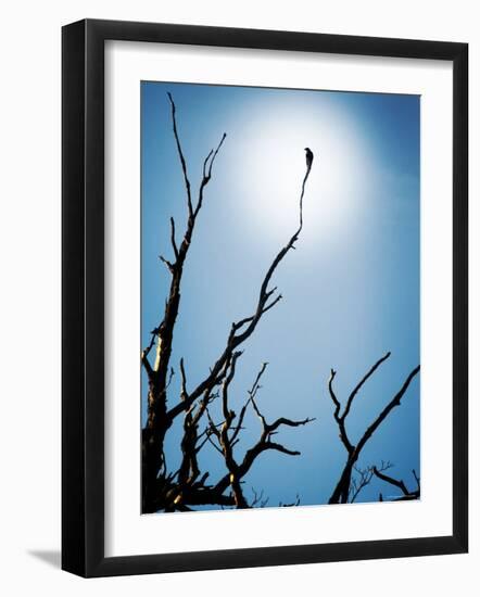 Bird Perched on Branches Reaching to the Sky-Tommy Martin-Framed Photographic Print