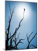 Bird Perched on Branches Reaching to the Sky-Tommy Martin-Mounted Photographic Print