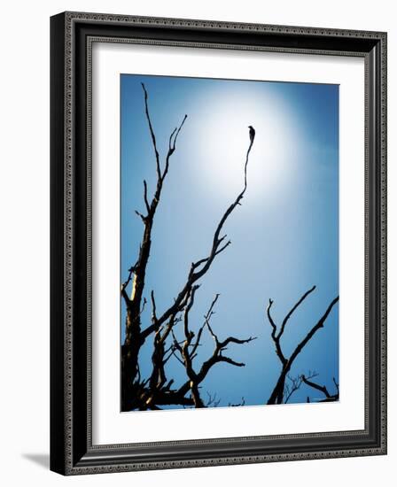 Bird Perched on Branches Reaching to the Sky-Tommy Martin-Framed Photographic Print