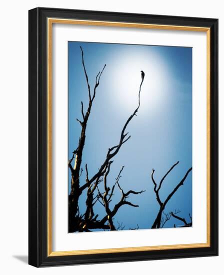 Bird Perched on Branches Reaching to the Sky-Tommy Martin-Framed Photographic Print