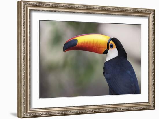 Bird Portrait - Close-Staffan Widstrand-Framed Giclee Print