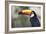 Bird Portrait - Close-Staffan Widstrand-Framed Giclee Print