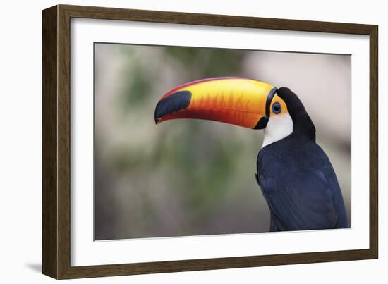 Bird Portrait - Close-Staffan Widstrand-Framed Giclee Print