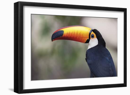 Bird Portrait - Close-Staffan Widstrand-Framed Giclee Print