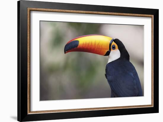 Bird Portrait - Close-Staffan Widstrand-Framed Giclee Print