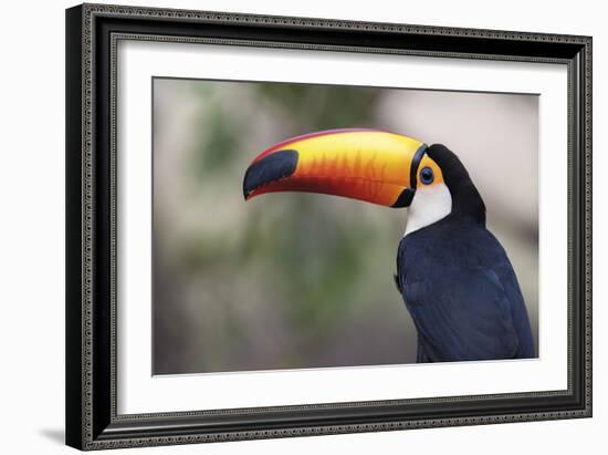 Bird Portrait - Close-Staffan Widstrand-Framed Giclee Print