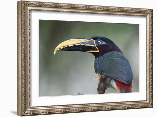 Bird Portrait - Focus-Staffan Widstrand-Framed Giclee Print