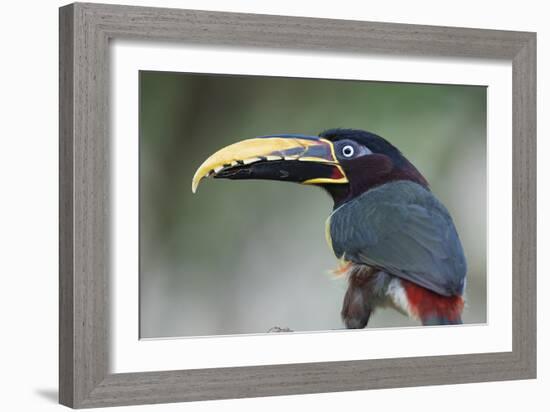 Bird Portrait - Focus-Staffan Widstrand-Framed Giclee Print