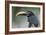 Bird Portrait - Focus-Staffan Widstrand-Framed Giclee Print