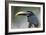 Bird Portrait - Focus-Staffan Widstrand-Framed Giclee Print