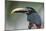 Bird Portrait - Focus-Staffan Widstrand-Mounted Giclee Print