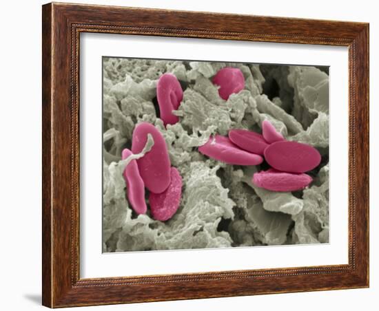 Bird Red Blood Cells, SEM-Steve Gschmeissner-Framed Photographic Print