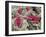 Bird Red Blood Cells, SEM-Steve Gschmeissner-Framed Photographic Print