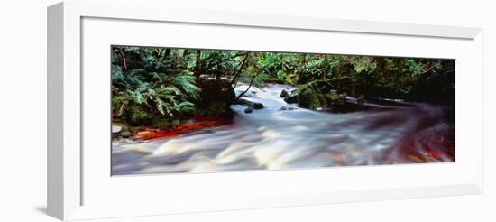 Bird River, Tasmania, Australia-null-Framed Photographic Print
