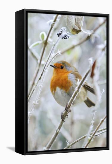 Bird Robin in Frosty Setting-null-Framed Premier Image Canvas