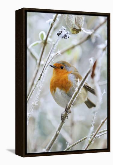 Bird Robin in Frosty Setting-null-Framed Premier Image Canvas