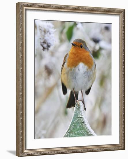 Bird Robin in Frosty Setting-null-Framed Photographic Print