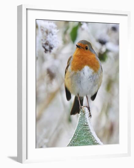 Bird Robin in Frosty Setting-null-Framed Photographic Print