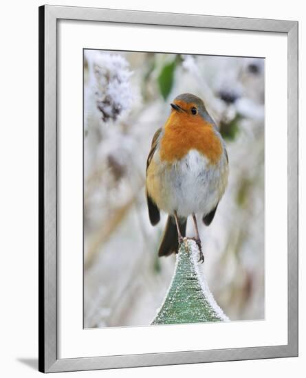 Bird Robin in Frosty Setting-null-Framed Photographic Print