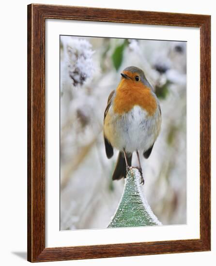 Bird Robin in Frosty Setting-null-Framed Photographic Print