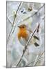 Bird Robin in Frosty Setting-null-Mounted Photographic Print