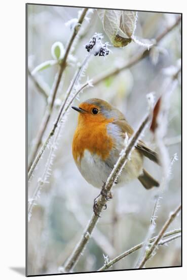 Bird Robin in Frosty Setting-null-Mounted Photographic Print