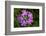 Bird's Eye primrose, Nordtirol, Austrian Alps-Alex Hyde-Framed Photographic Print