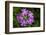 Bird's Eye primrose, Nordtirol, Austrian Alps-Alex Hyde-Framed Photographic Print