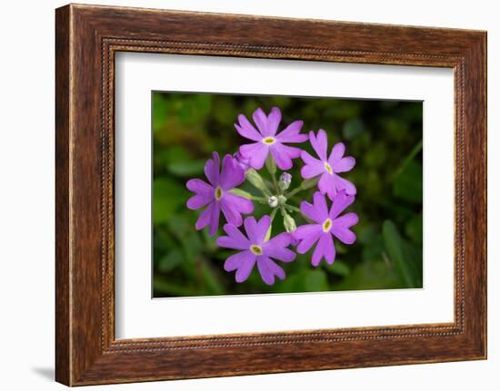 Bird's Eye primrose, Nordtirol, Austrian Alps-Alex Hyde-Framed Photographic Print