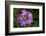 Bird's Eye primrose, Nordtirol, Austrian Alps-Alex Hyde-Framed Photographic Print