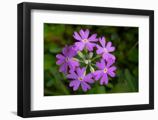 Bird's Eye primrose, Nordtirol, Austrian Alps-Alex Hyde-Framed Photographic Print