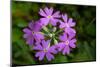 Bird's Eye primrose, Nordtirol, Austrian Alps-Alex Hyde-Mounted Photographic Print