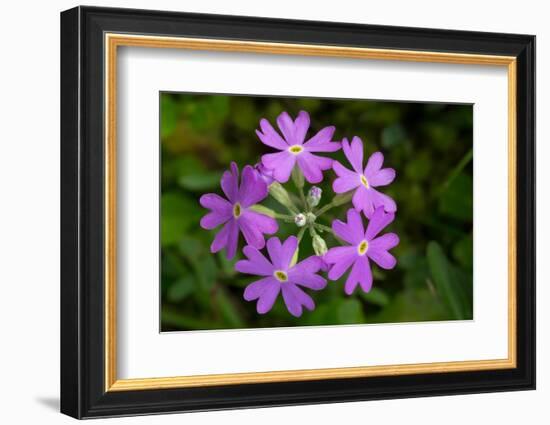 Bird's Eye primrose, Nordtirol, Austrian Alps-Alex Hyde-Framed Photographic Print