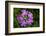 Bird's Eye primrose, Nordtirol, Austrian Alps-Alex Hyde-Framed Photographic Print