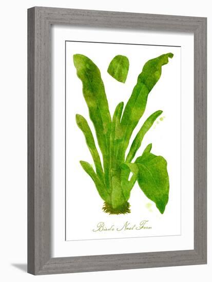 Bird's Nest Fern Watercolor Leaves-null-Framed Art Print