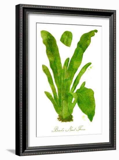 Bird's Nest Fern Watercolor Leaves-null-Framed Art Print