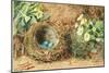 Bird's Nest with Three Blue Eggs and Primroses-William Henry Hunt-Mounted Giclee Print