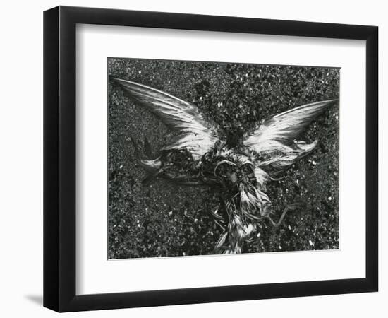 Bird, Sand , c. 1970-Brett Weston-Framed Photographic Print