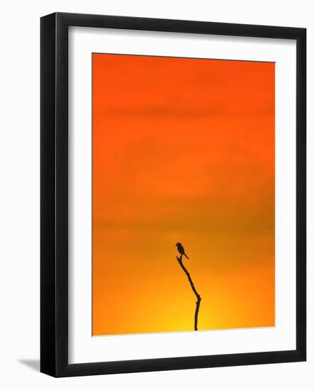 Bird Silhouette - Wildlife Background - Colors in Nature-Stacey Ann Alberts-Framed Photographic Print