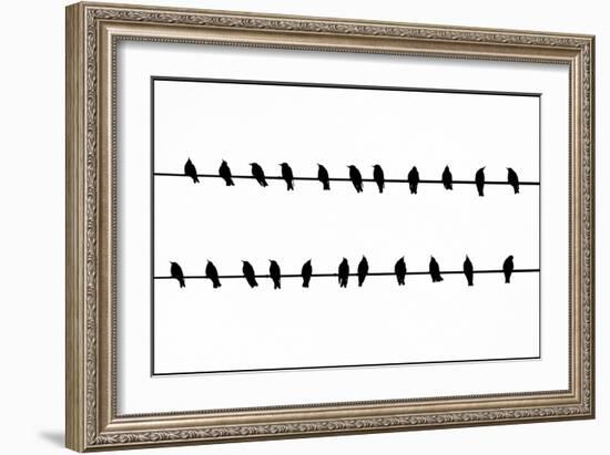 Bird Song!-Adrian Campfield-Framed Photographic Print