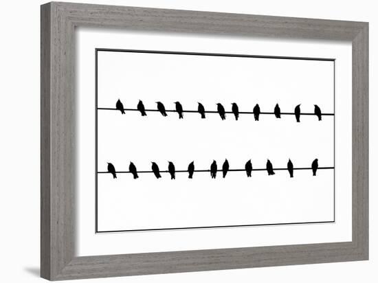 Bird Song!-Adrian Campfield-Framed Photographic Print