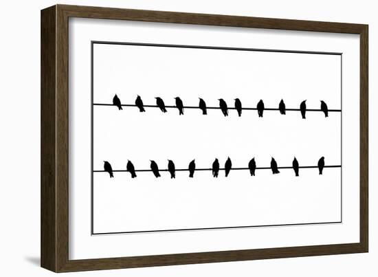 Bird Song!-Adrian Campfield-Framed Photographic Print