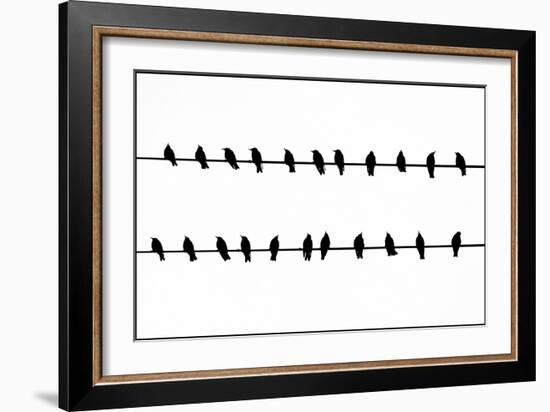 Bird Song!-Adrian Campfield-Framed Photographic Print