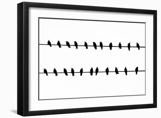 Bird Song!-Adrian Campfield-Framed Photographic Print